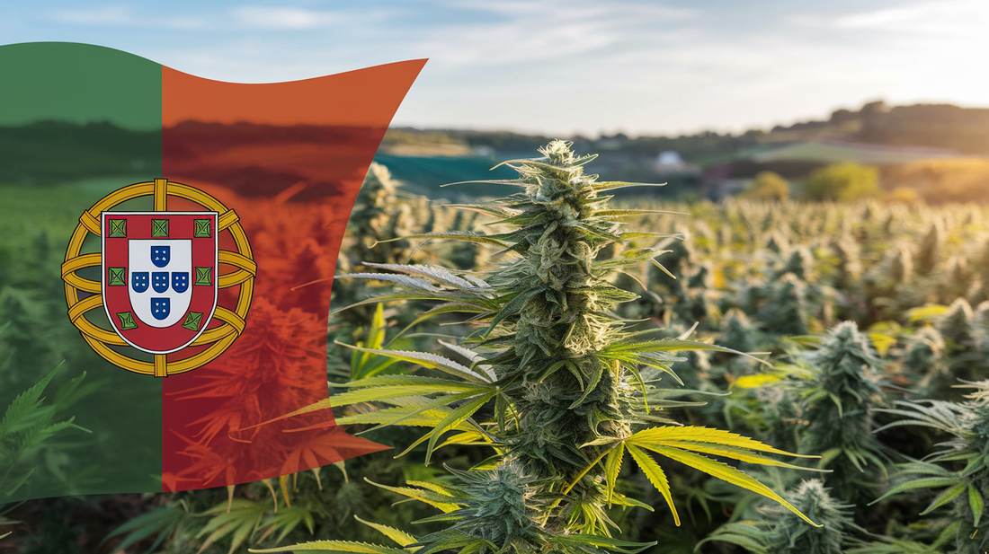 Portugal: Emerging as a Global Hub for Medical Cannabis