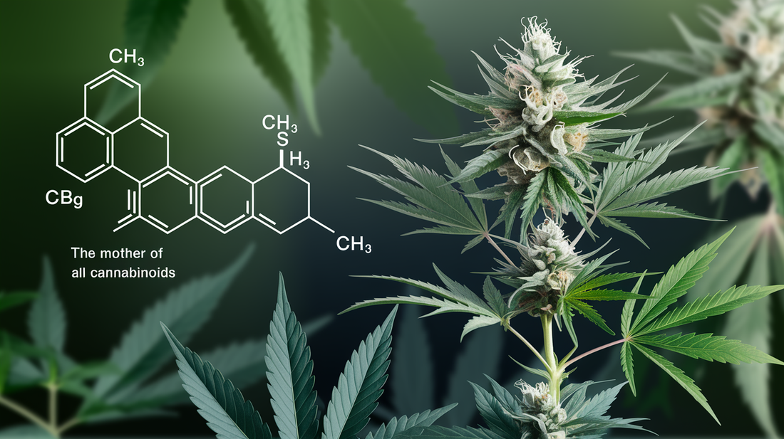 Everything You Need to Know About CBG: The Mother of All Cannabinoids